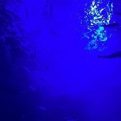 水泳好き