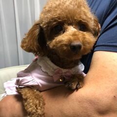 里親様決定(^^)可愛いプードル