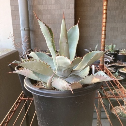 アガベ ピグマエア ドラゴントゥース 大株 子株付き