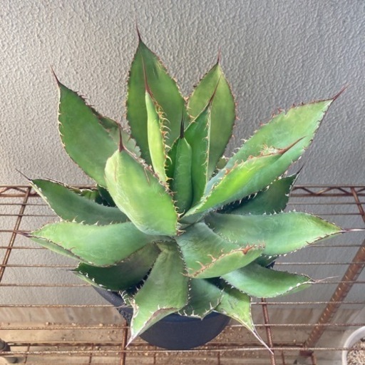 アガベ ボビコルヌータ 大株 直径約30センチ