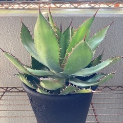 アガベ ボビコルヌータ 大株 直径約30センチ