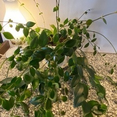 観葉植物・エスキナンサス・モナリザ