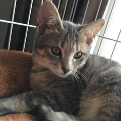 生後3ヶ月程のキジの子猫　男の子