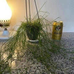 観葉植物・リプサリスの画像