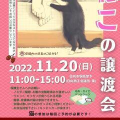 ねこ縁結びの会 ―日向市―の画像