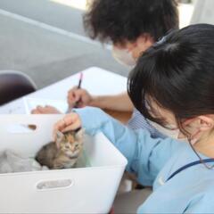 ねこ縁結びの会 ―日向市― − 宮崎県