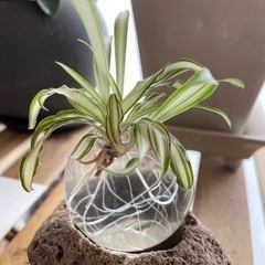 オリヅルラン