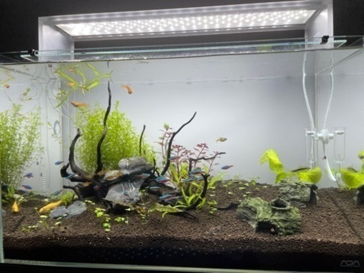 水槽（生体、水草はありません）