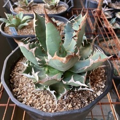 アガベ チタノタ 現品鉢ごと アガベ チタノタ 農大 鉢ごと