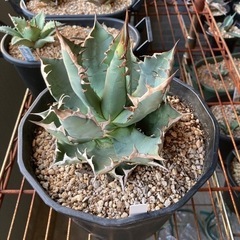 アガベ チタノタ 農大 鉢ごと