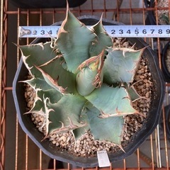 アガベ チタノタ 農大 鉢ごと
