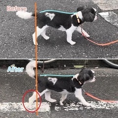 犬の整体マッサージ