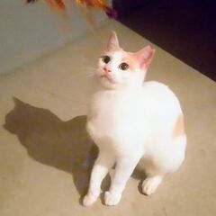 白地にミルクティー色の小柄な女の子