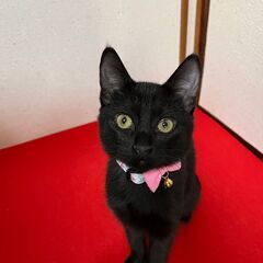 ★元気いっぱい黒猫、モモちゃん【No.⑤】予約済！