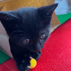 ★元気いっぱい黒猫、ハルくん【No.⑰】→予約済