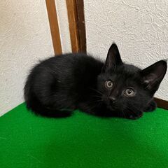 ★元気いっぱい黒猫、リーフくん【No.⑱】→予約済
