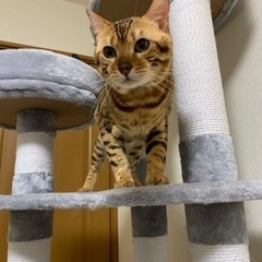 ベンガルの成猫と子猫います♪