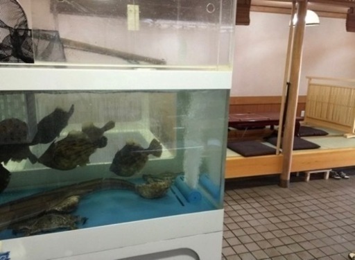活魚用！ 水槽1200 冷却装置セット 特大水槽