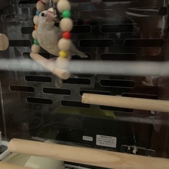 文鳥 シルバー 約2ヶ月の子