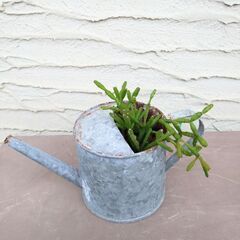 多肉[猿恋葦]ジョーロ植え