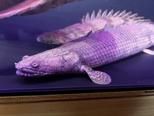 古代魚最終値下げ