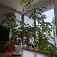 エバーフレッシュ　観葉植物　特大　曲がり