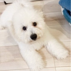ビジョンフリーゼ 男の子 1歳4ヶ月 - 犬