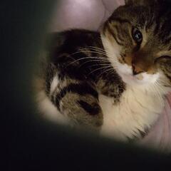 ウィンク猫くん♡家族を探して居ります