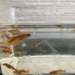 乙姫、雷切、彩華メダカ
