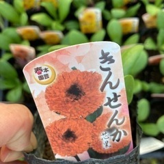 キンセンカ　苗　３ポット￥100