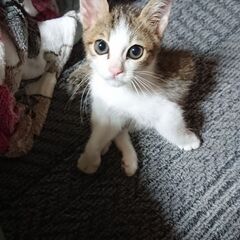 キジ猫 生後3ヶ月程度