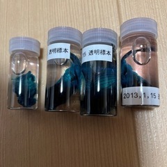透明標本