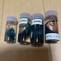 透明標本の画像