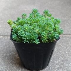 セダム　パリダム　多肉植物