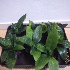 サンスベリア④一株300円