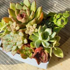 韓国苗エケベリアの寄せ植え(ブラックローズ入り)の画像