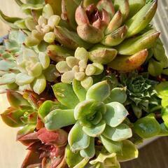 韓国苗エケベリアの寄せ植え(ブラックローズ入り)の画像