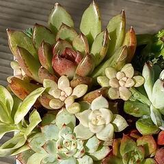 韓国苗エケベリアの寄せ植え(ブラックローズ入り)の画像