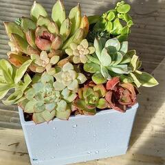 韓国苗エケベリアの寄せ植え(ブラックローズ入り)の画像