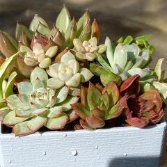 韓国苗エケベリアの寄せ植え(ブラックローズ入り)の画像
