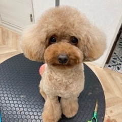 トリマー募集の画像