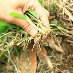 雑草、草抜き★関東［東京、神奈川、埼玉、千葉］対応