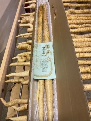 自然薯