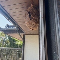 ★蜂の駆除🐝関東全域対応可能！！