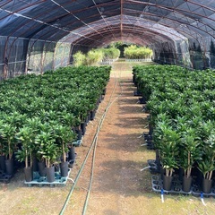 観葉植物( 鉢物 ) 生産 販売 スタッフ募集!の画像