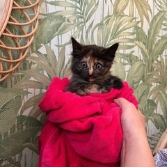 ふあふあセミロングのさび猫ちゃん💖里親様決まりました