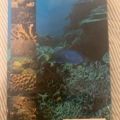 日本の造礁サンゴ類の画像