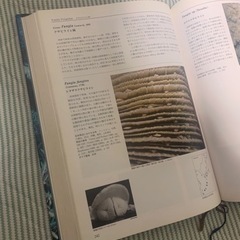 日本の造礁サンゴ類の画像