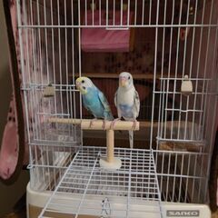 セキセイインコ2匹