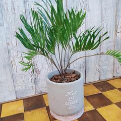 【観葉植物】ザミア　フロリダーナ　受皿付